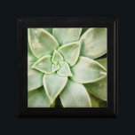 Frühlingsukkulent Erinnerungskiste<br><div class="desc">"Spring Succulent I" von Jason Johnson. Enthält eine Nahaufnahme eines Sukkulenten.</div>