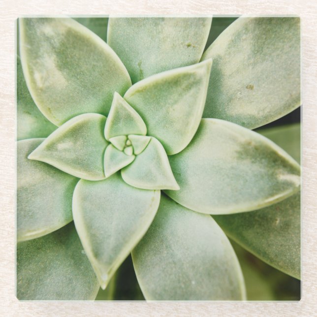 Frühlingsukkulent Glasuntersetzer (Vorderseite)