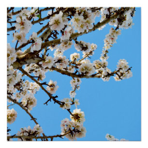Frühlingsumarmung: Weiße Blüten gegen blauen Himme Poster