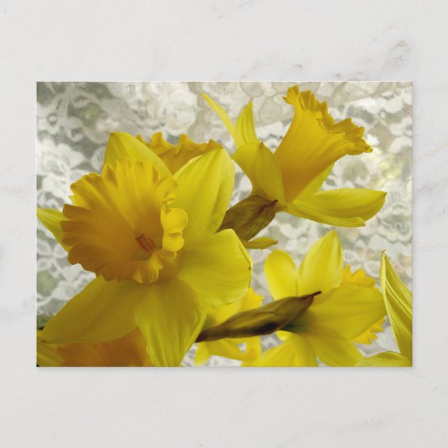 Frühlingsurlaub Daffodie Postkarte (Vorderseite)