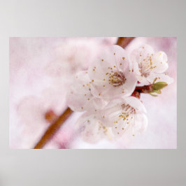 Frühlingsweichheit Poster