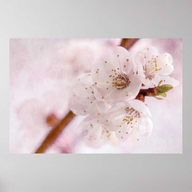 Frühlingsweichheit Poster (Vorne)