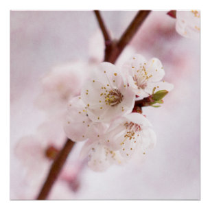 Frühlingsweichheit Poster