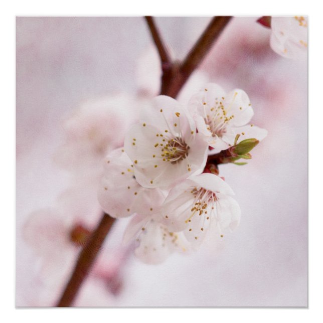 Frühlingsweichheit Poster (Vorderseite)