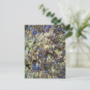 FRÜHLINGSWEIDE POSTKARTE