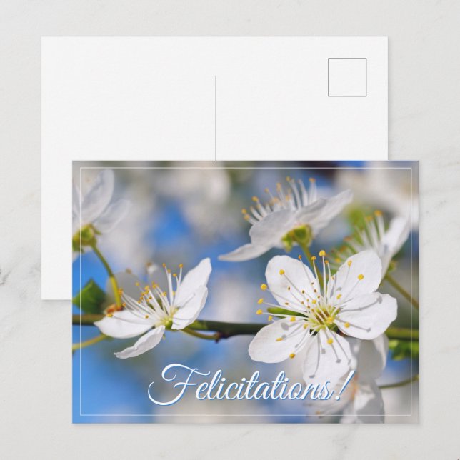 Frühlingsweiße Grüße Postkarte (Vorne/Hinten)