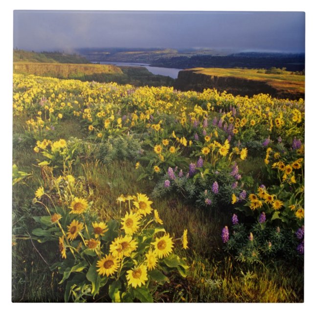 Frühlingswildblumen im Überfluss bei Tom Fliese (Vorderseite)
