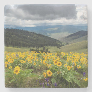 Frühlingswildblumen in den Hügeln Steinuntersetzer