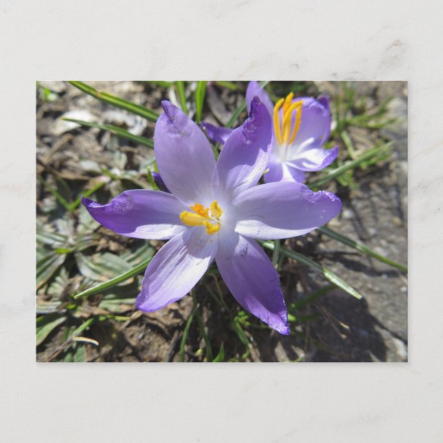 Frühlingszeichen Postkarte (Vorderseite)