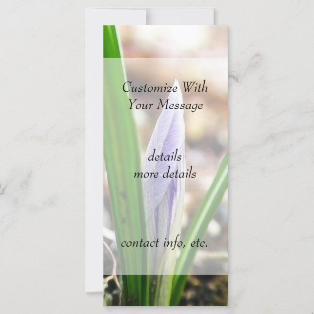 Frühlingszeit! Crocus Bud (Vorderseite)