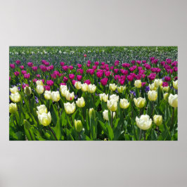 Frühlingszeit in Holland mit Tulips Poster