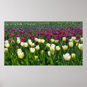 Frühlingszeit in Holland mit Tulips Poster
