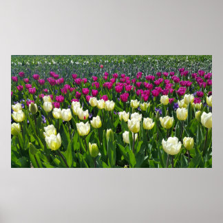 Frühlingszeit in Holland mit Tulips Poster