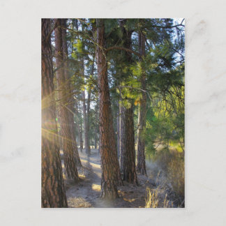 Frühmorgendliche Wanderung Postkarte