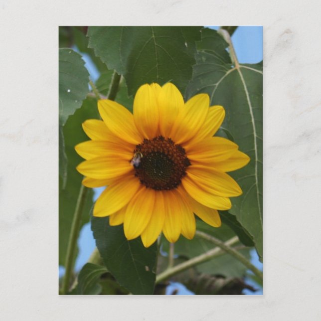 Frühstück für eine Biene !! Postkarte (Vorderseite)