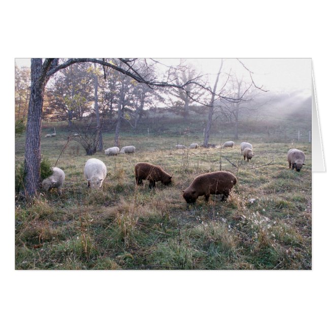 Frühstück in der Morgendämmerung (Vorderseite (Horizontal))