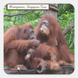 Frühstück mit dem Orangutans Singapore Zoo Square Quadratischer Aufkleber