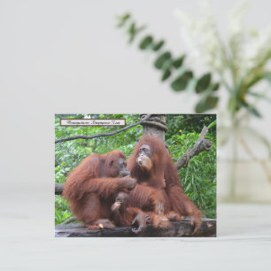 Frühstück mit dem Orangutans Zoo in Singapur Postkarte