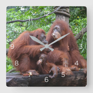 Frühstück mit dem Orangutans Zoo in Singapur Quadratische Wanduhr