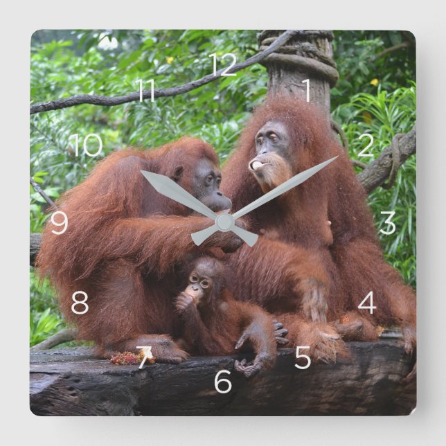 Frühstück mit dem Orangutans Zoo in Singapur Quadratische Wanduhr (Vorderseite)