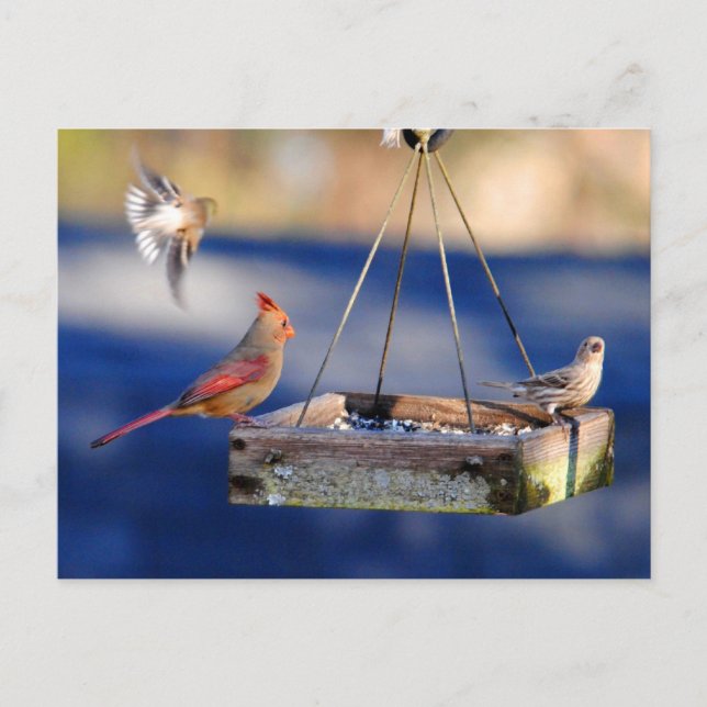 Frühstückstisch (Vögel) Postkarte (Vorderseite)