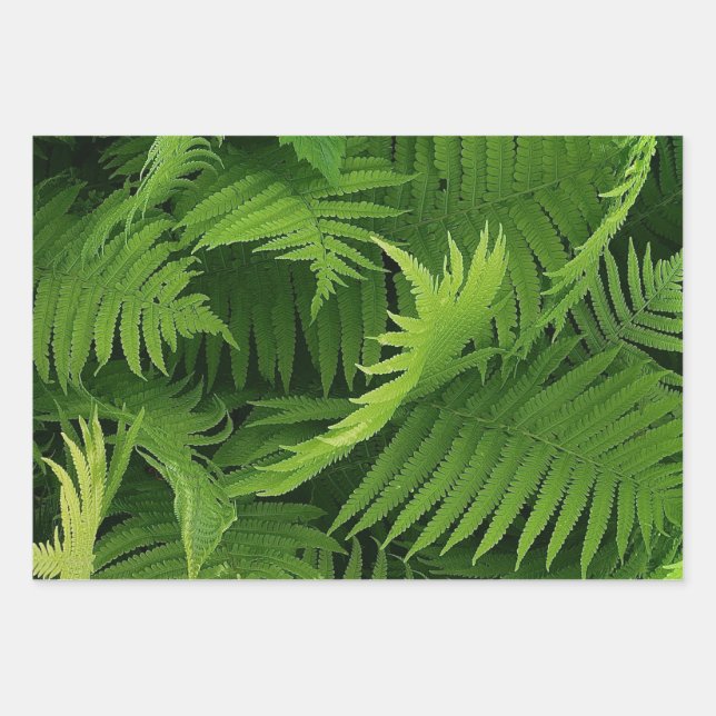 FRÜHZEITIGE GRÜNE FERN FOTO-WRAPPING-PAPIERSHEETS GESCHENKPAPIER SET (Vorderseite)