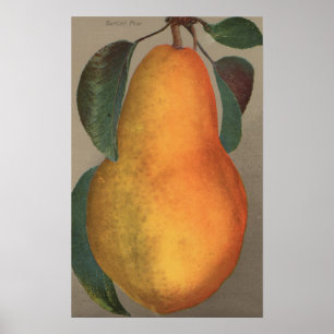 Fruit Chromo Lithograph von Bartlett Pear Poster