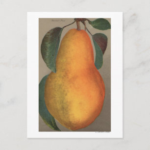 Fruit Chromo Lithograph von Bartlett Pear Postkarte