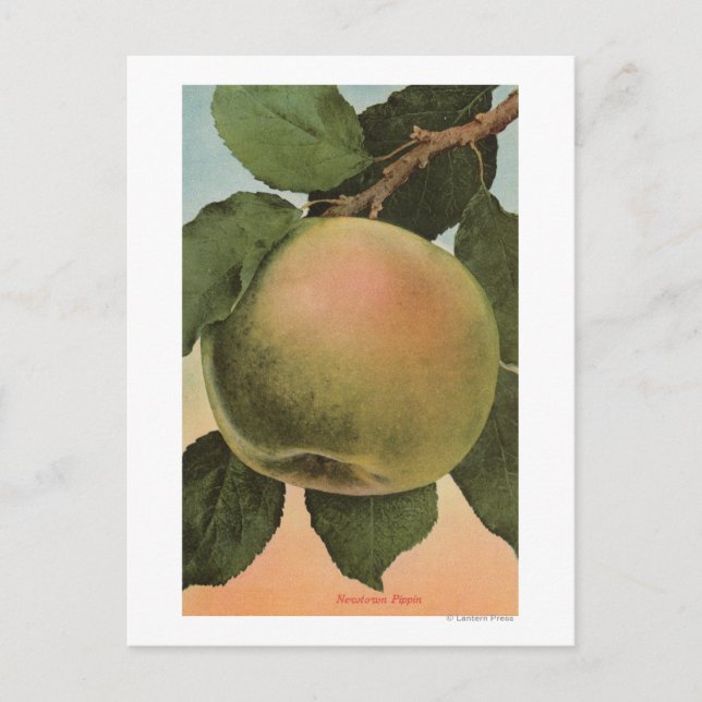Fruit Chromo Lithograph von Newtown Pippen Postkarte (Vorderseite)