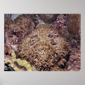 Frumpy Stonefish Poster