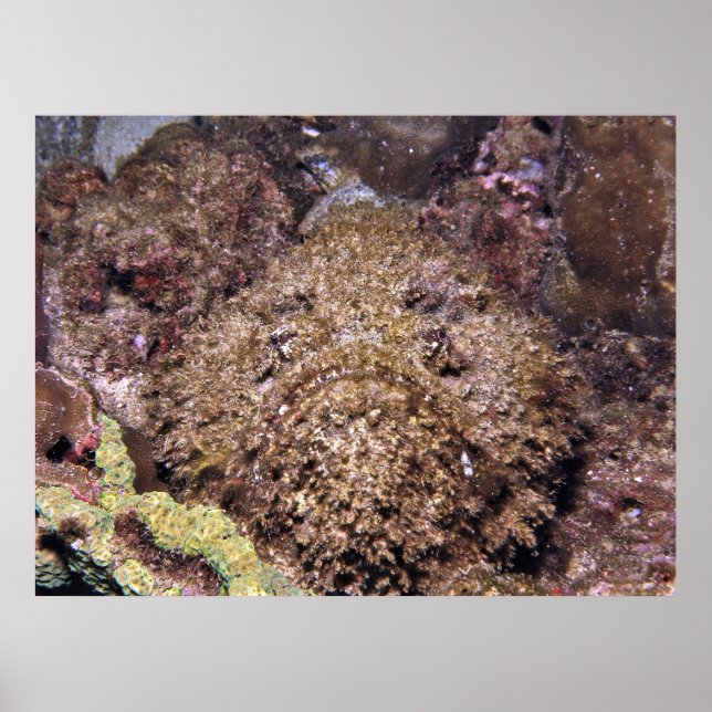 Frumpy Stonefish Poster (Vorne)