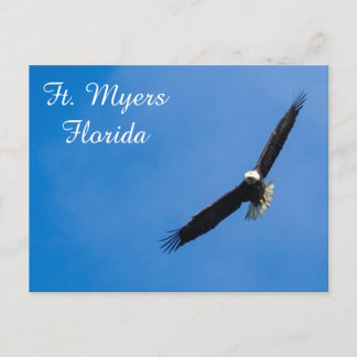 Ft. Myers Bald Eagle Postkarte