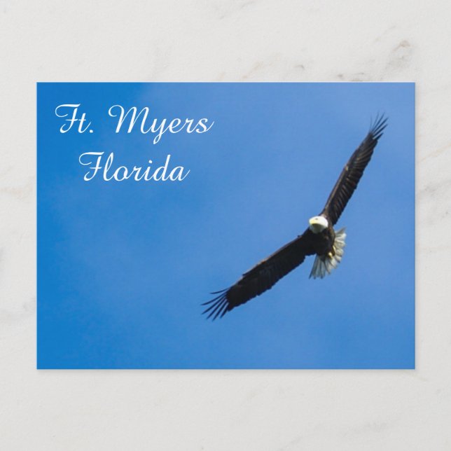 Ft. Myers Bald Eagle Postkarte (Vorderseite)