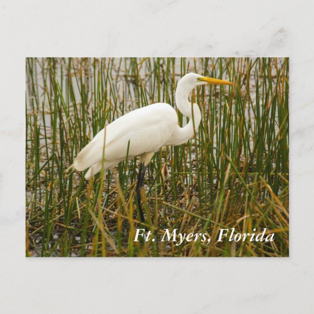Ft. Myers Postkarte (Vorderseite)