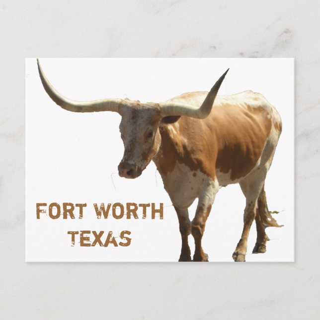 Ft Worth Longhorn Postkarte (Vorderseite)