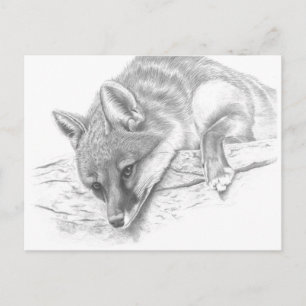 Fuchs 59 postkarte