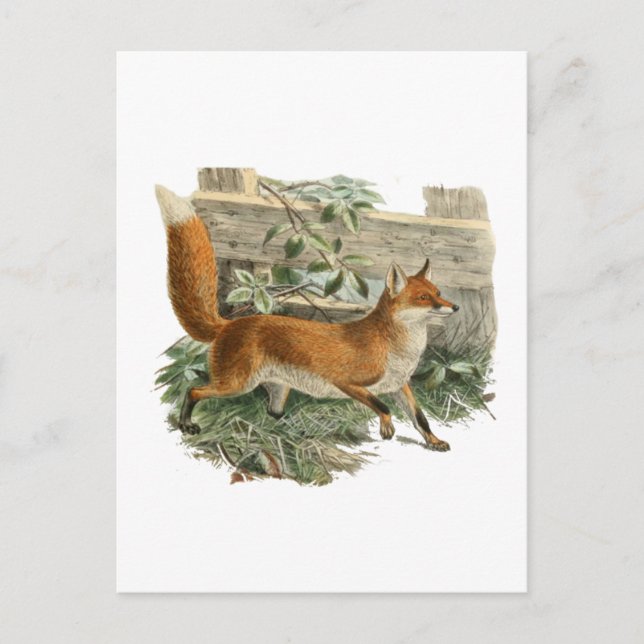 Fuchs durch einen Zaun Postkarte (Vorderseite)