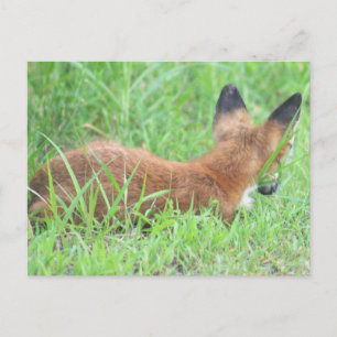 Fuchs-Foto-Postkarte Feiertagspostkarte