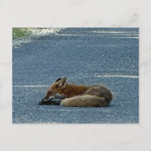 Fuchs-Fotopostkarte Postkarte