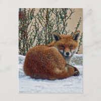 Fuchs im Schnee