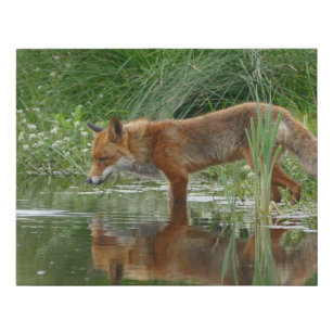 Fuchs im Teich Künstlicher Leinwanddruck