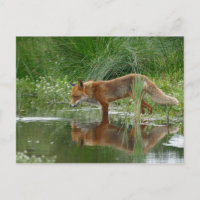 Fuchs im Teich