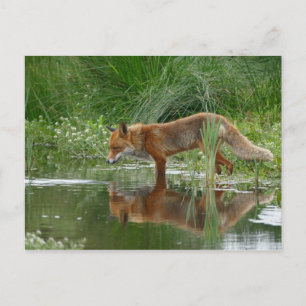 Fuchs im Teich Postkarte