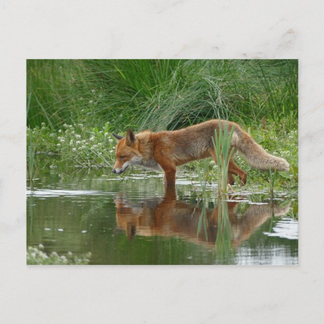Fuchs im Teich Postkarte (Vorderseite)