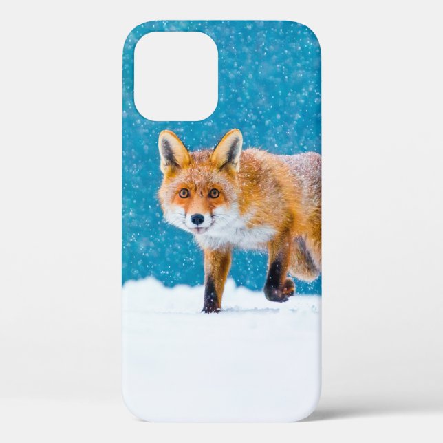 Fuchs im Winter. Rotfuchs, Vulpes vulpes, schnüffe Case-Mate iPhone Hülle (Rückseite)
