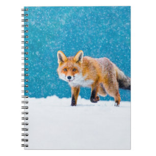 Fuchs im Winter. Rotfuchs, Vulpes vulpes, schnüffe Notizblock