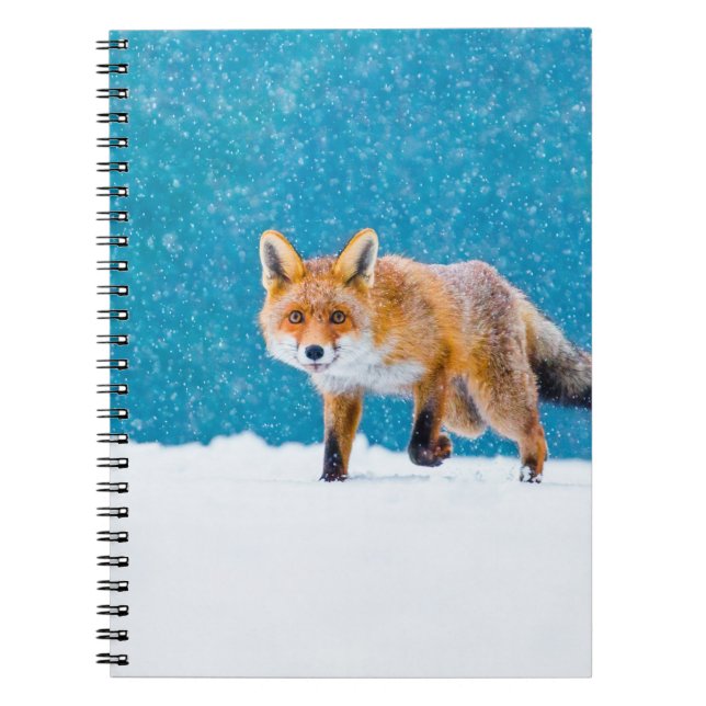 Fuchs im Winter. Rotfuchs, Vulpes vulpes, schnüffe Notizblock (Vorderseite)