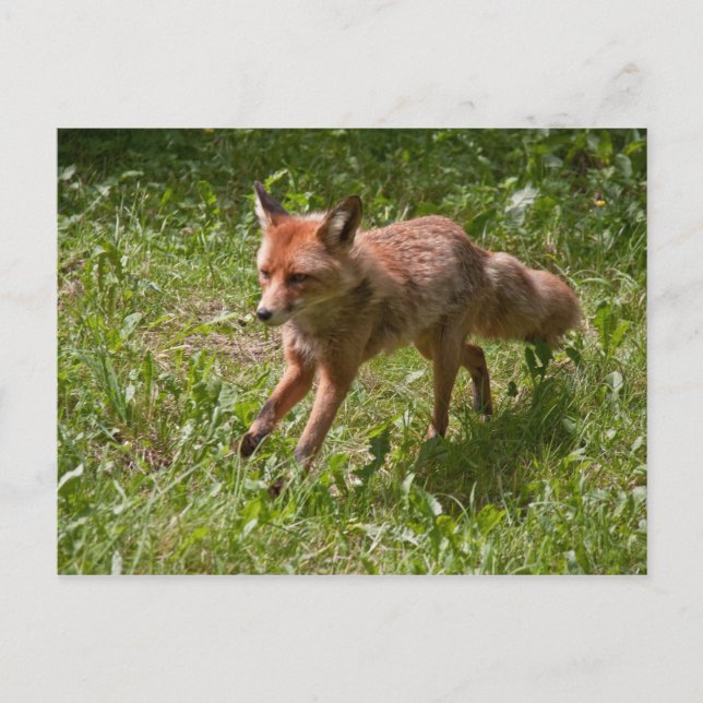Fuchs laufen postkarte (Vorderseite)