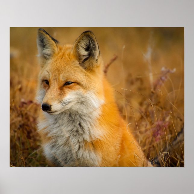 Fuchs Poster (Vorne)