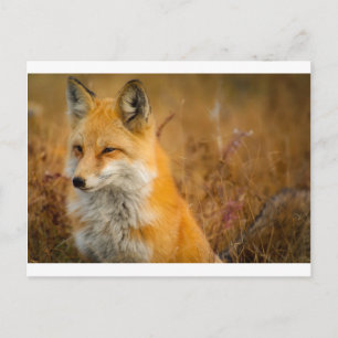 Fuchs Postkarte